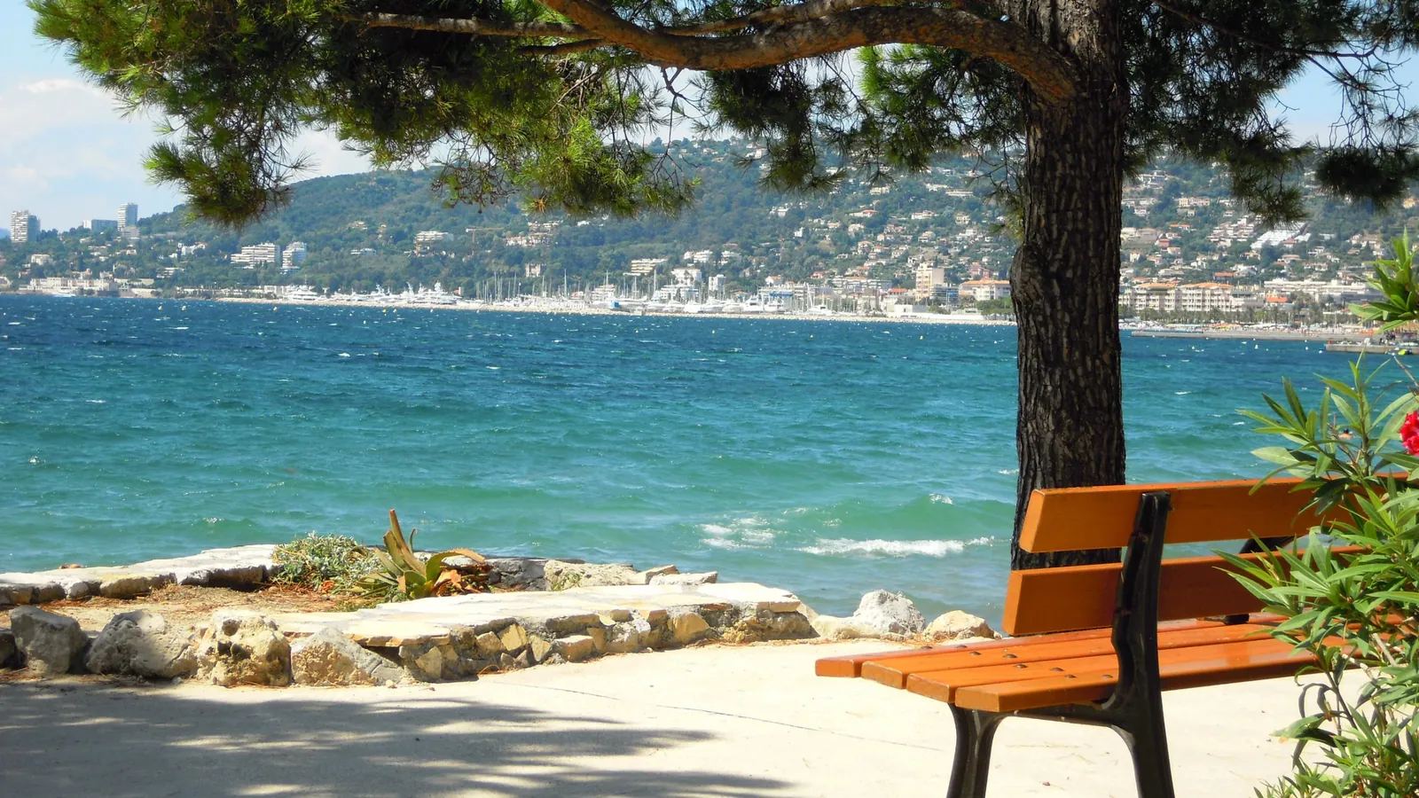 A wooden bench under a pine tree beside the sea, looking across a Riviera bay