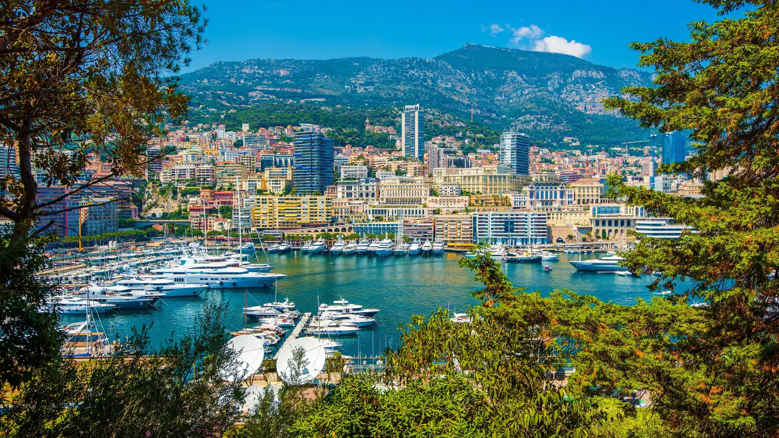 Port Hercule and Monte-Carlo framed by pine trees, with the hills above Monaco